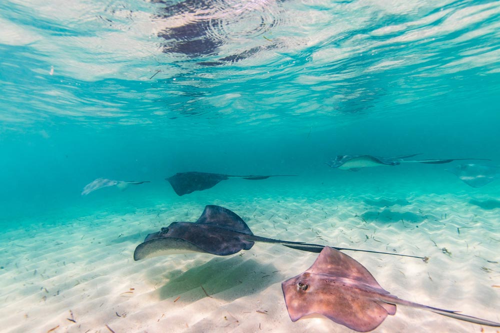 diving spots the caribbean