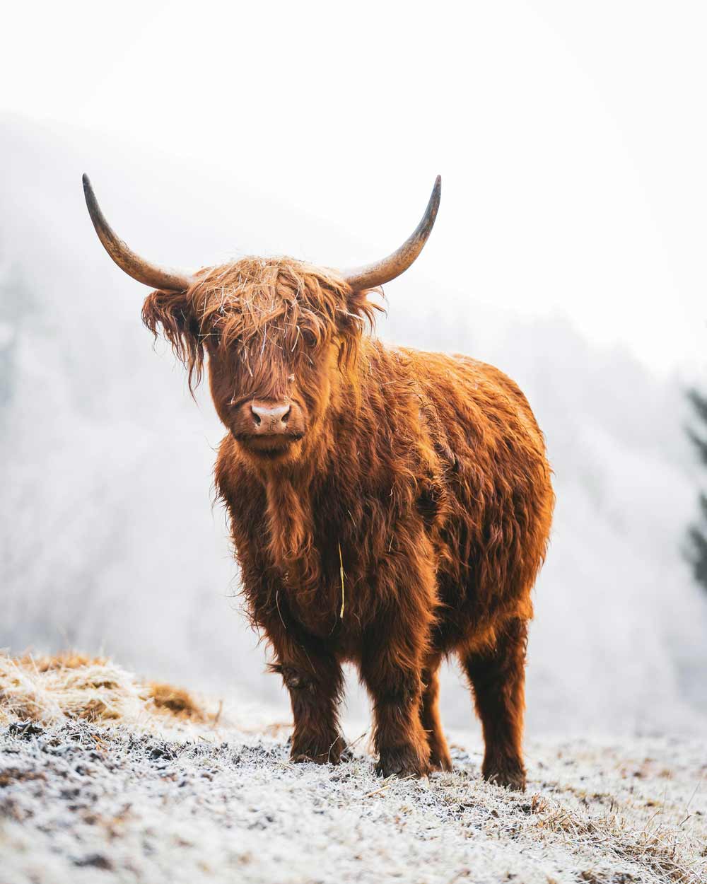 scottish highlands winter